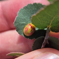 Paropsisterna fastidiosa (Eucalyptus leaf beetle) at Burra, NSW - 2 Mar 2025 by clarehoneydove