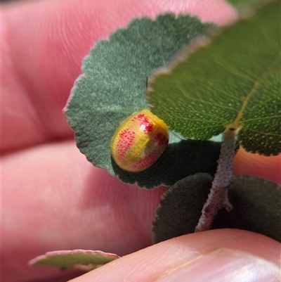 Paropsisterna fastidiosa (Eucalyptus leaf beetle) at Burra, NSW - 2 Mar 2025 by clarehoneydove