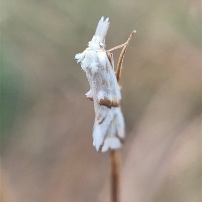 Heliocosma argyroleuca (A tortrix or leafroller moth) at Burra, NSW - 2 Mar 2025 by clarehoneydove