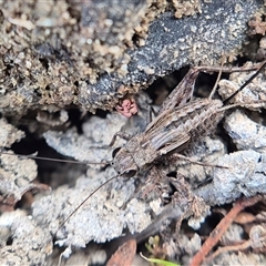 Bobilla aff. victoriae at Burra, NSW - 2 Mar 2025 by clarehoneydove