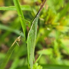 Atractomorpha australis (Australian Grass Pyrgomorph) at Burra, NSW - 2 Mar 2025 by clarehoneydove