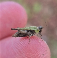 Paratettix australis (A pygmy grasshopper) at Burra, NSW - 2 Mar 2025 by clarehoneydove