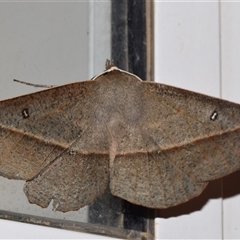 Phallaria ophiusaria (Large Leaf Moth) by DianneClarke