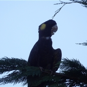 Zanda funerea (Yellow-tailed Black-Cockatoo) at Braidwood, NSW - 1 Mar 2025 by MatthewFrawley