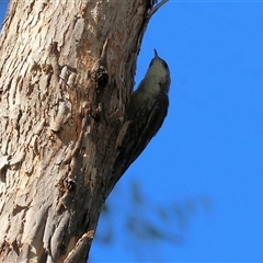 Cormobates leucophaea (White-throated Treecreeper) at West Wodonga, VIC - 1 Mar 2025 by KylieWaldon