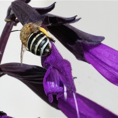 Amegilla sp. (genus) (Blue Banded Bee) at West Wodonga, VIC - 1 Mar 2025 by KylieWaldon