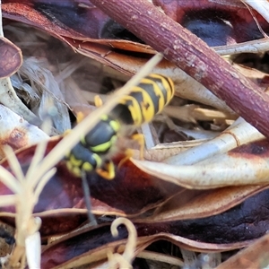 Vespula germanica (European wasp) at West Wodonga, VIC - 1 Mar 2025 by KylieWaldon