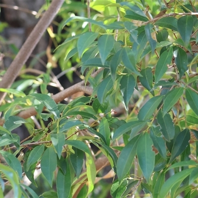 Ligustrum lucidum (Large-leaved Privet) at West Wodonga, VIC - 1 Mar 2025 by KylieWaldon