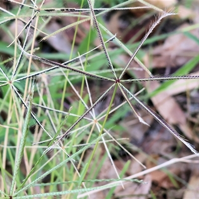 Chloris truncata (Windmill Grass) at West Wodonga, VIC - 1 Mar 2025 by KylieWaldon