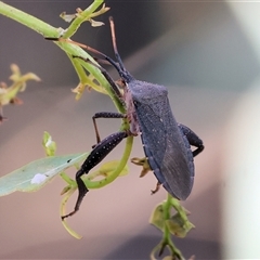 Amorbus rubiginosus (A Eucalyptus Tip Bug) at West Wodonga, VIC - 1 Mar 2025 by KylieWaldon