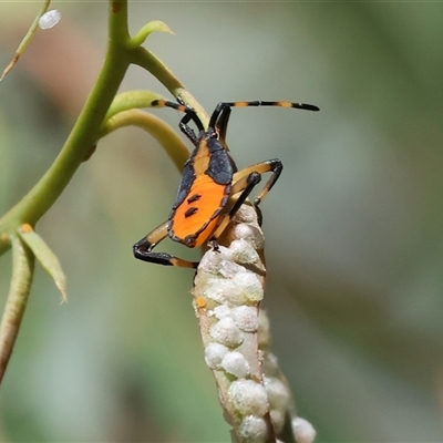 Amorbus obscuricornis (Eucalyptus Tip Wilter) at West Wodonga, VIC - 1 Mar 2025 by KylieWaldon