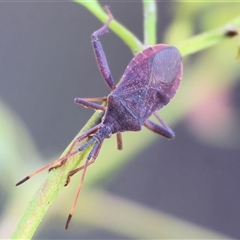 Amorbus (genus) (Eucalyptus Tip bug) at West Wodonga, VIC - 1 Mar 2025 by KylieWaldon