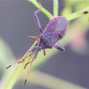 Amorbus (genus) (Eucalyptus Tip bug) at West Wodonga, VIC - 1 Mar 2025 by KylieWaldon