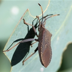 Amorbus (genus) (Eucalyptus Tip bug) at West Wodonga, VIC - 1 Mar 2025 by KylieWaldon