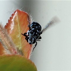 Thyreus sp. (genus) (Cuckoo bee) at West Wodonga, VIC - 1 Mar 2025 by KylieWaldon