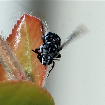 Thyreus sp. (genus) (Cuckoo bee) at West Wodonga, VIC - 1 Mar 2025 by KylieWaldon