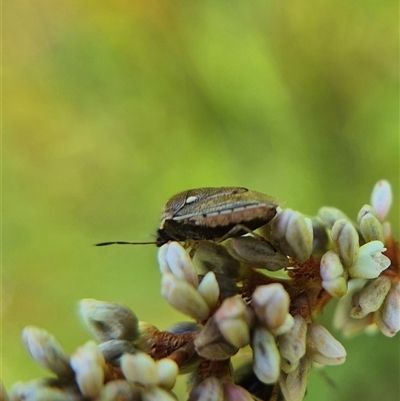 Eysarcoris sp. (genus) (A stink bug) at Burra, NSW - 2 Mar 2025 by clarehoneydove