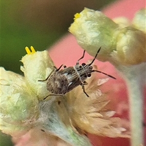 Nysius vinitor (Rutherglen bug) at Burra, NSW - 2 Mar 2025 by clarehoneydove