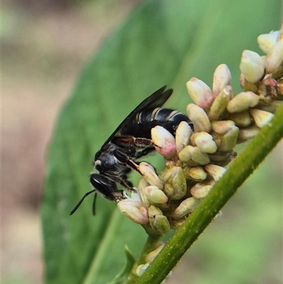 Unidentified Bee (Hymenoptera, Apiformes) at Burra, NSW - 2 Mar 2025 by clarehoneydove