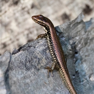 Eulamprus heatwolei (Yellow-bellied Water Skink) at Mongarlowe, NSW - 1 Mar 2025 by LisaH