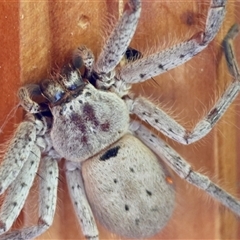 Isopeda sp. (genus) at Mongarlowe, NSW - suppressed