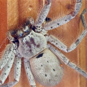 Isopeda sp. (genus) at Mongarlowe, NSW - suppressed