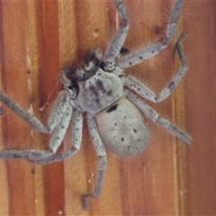 Isopeda sp. (genus) at Mongarlowe, NSW - suppressed