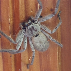 Isopeda sp. (genus) at Mongarlowe, NSW - suppressed