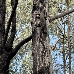 Varanus varius at Talmalmo, NSW - suppressed