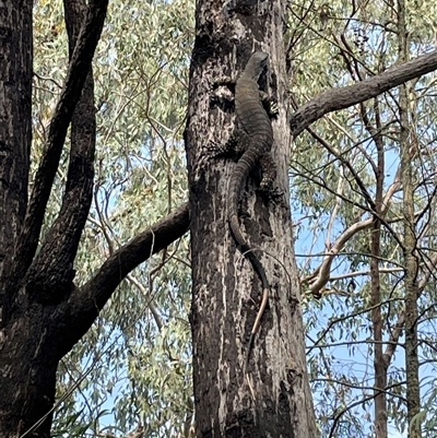 Varanus varius (Lace Monitor) at Talmalmo, NSW - 2 Mar 2025 by DeanoThommo