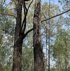 Varanus varius at Talmalmo, NSW - suppressed