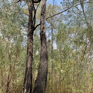 Varanus varius at Talmalmo, NSW - suppressed