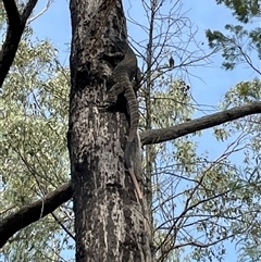 Varanus varius at Talmalmo, NSW - suppressed