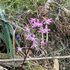 Dipodium roseum (Rosy Hyacinth Orchid) at Tawonga, VIC - 20 Jan 2025 by DeanoThommo