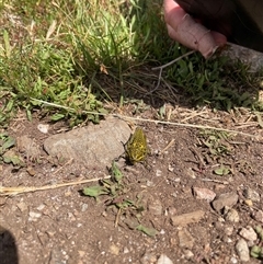 Monistria concinna at Mitta Mitta, VIC - 20 Jan 2025 04:08 PM