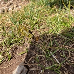 Monistria concinna at Mitta Mitta, VIC - 20 Jan 2025 04:08 PM