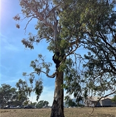 Unidentified Gum Tree at Woomargama, NSW - Yesterday by DeanoThommo