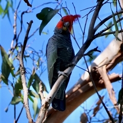 Callocephalon fimbriatum (Gang-gang Cockatoo) at Mongarlowe, NSW - 1 Mar 2025 by LisaH