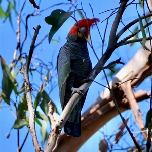 Callocephalon fimbriatum (Gang-gang Cockatoo) at Mongarlowe, NSW - 1 Mar 2025 by LisaH