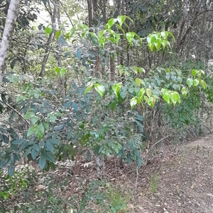 Gossia bidwillii at Pappinbarra, NSW - 2 Mar 2025 06:15 PM