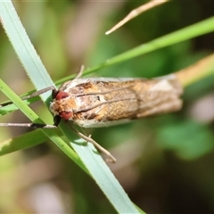 Unidentified Moth (Lepidoptera) by LisaH