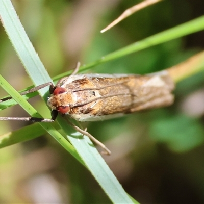 Unidentified Moth (Lepidoptera) by LisaH