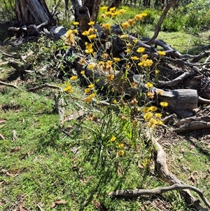 Xerochrysum bracteatum at Monga, NSW - 27 Feb 2025 by clarehoneydove