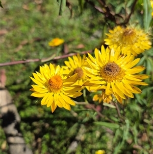 Xerochrysum bracteatum at Monga, NSW - 27 Feb 2025 03:17 PM