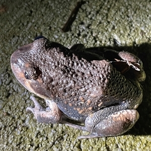 Limnodynastes dumerilii at West Albury, NSW - 18 Oct 2024 08:10 PM