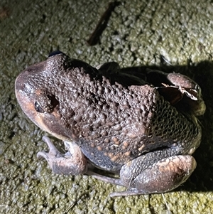 Limnodynastes dumerilii at West Albury, NSW - 18 Oct 2024 by DeanoThommo