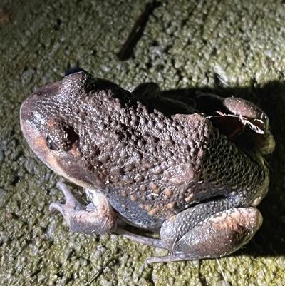 Limnodynastes dumerilii at West Albury, NSW - 18 Oct 2024 by DeanoThommo