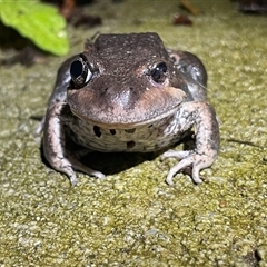 Limnodynastes dumerilii at West Albury, NSW - 18 Oct 2024 08:10 PM