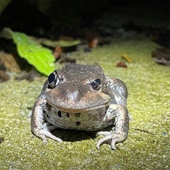 Limnodynastes dumerilii at West Albury, NSW - 18 Oct 2024 08:10 PM