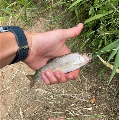 Oncorhynchus mykiss (Rainbow Trout) at Tumbarumba, NSW - 9 Nov 2024 by DeanoThommo